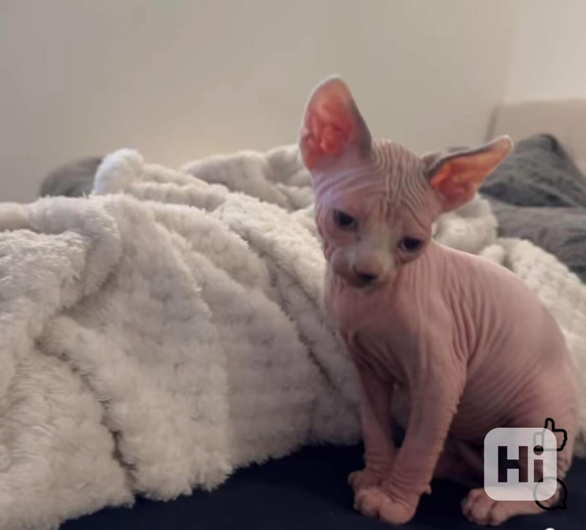 Kocourek Sphynx - foto 1