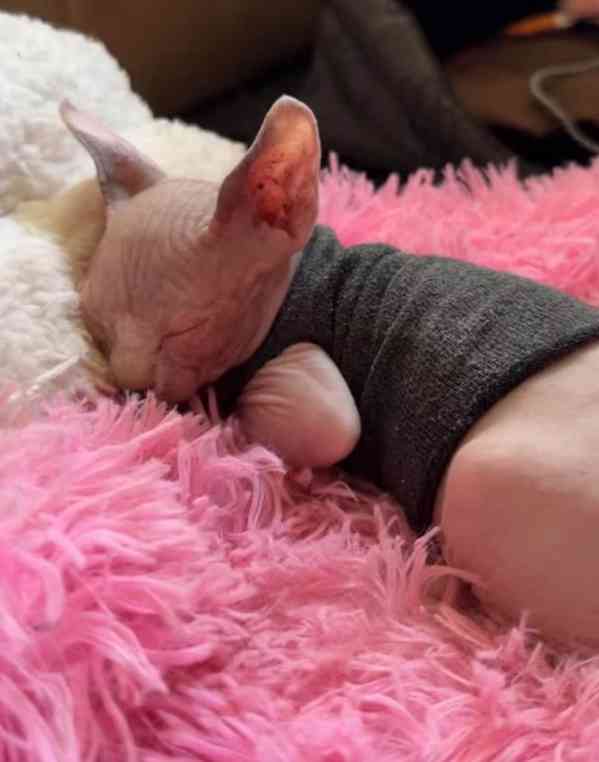 Kocourek Sphynx - foto 4
