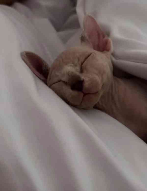 Kocourek Sphynx - foto 2