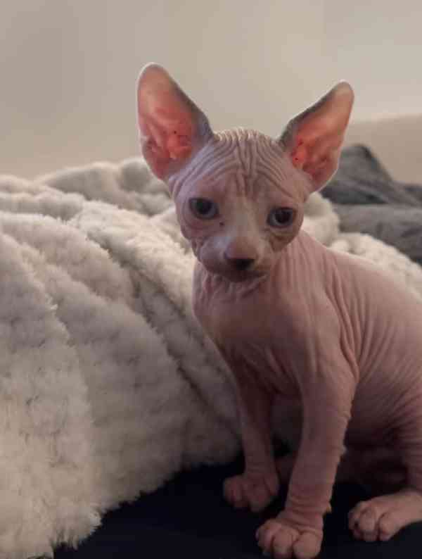 Kocourek Sphynx - foto 3