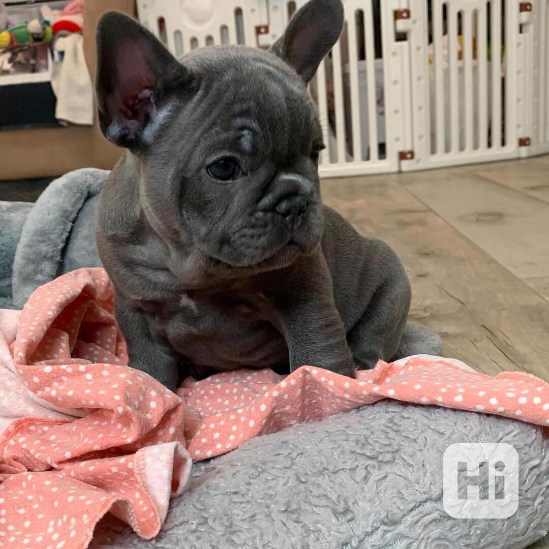 Štěňata francouzského buldoka Pp - foto 1