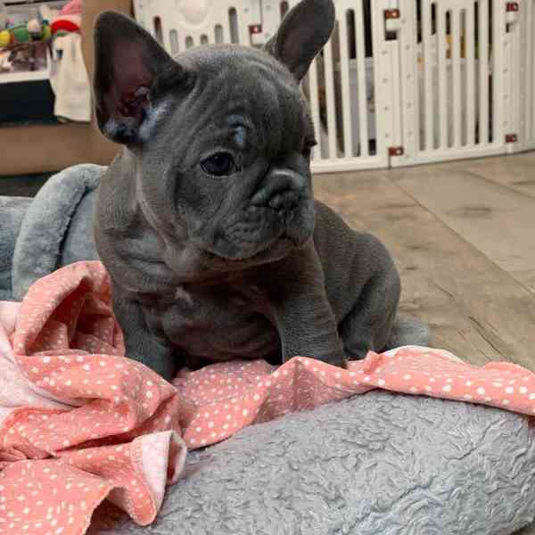 Štěňata francouzského buldoka Pp - foto 1