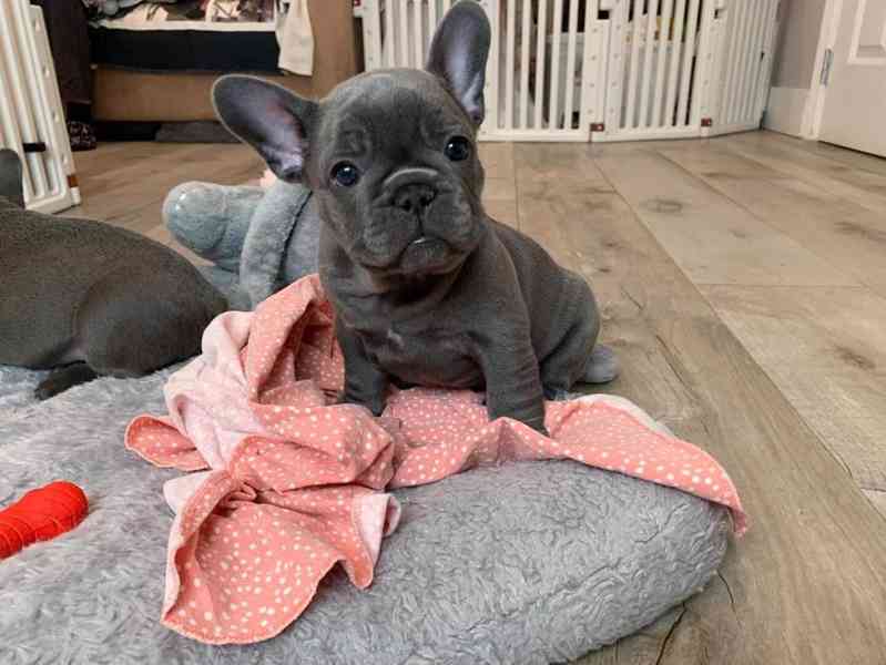 Štěňata francouzského buldoka Pp - foto 2