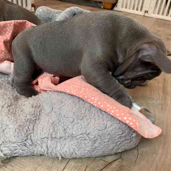 Štěňata francouzského buldoka Pp - foto 3