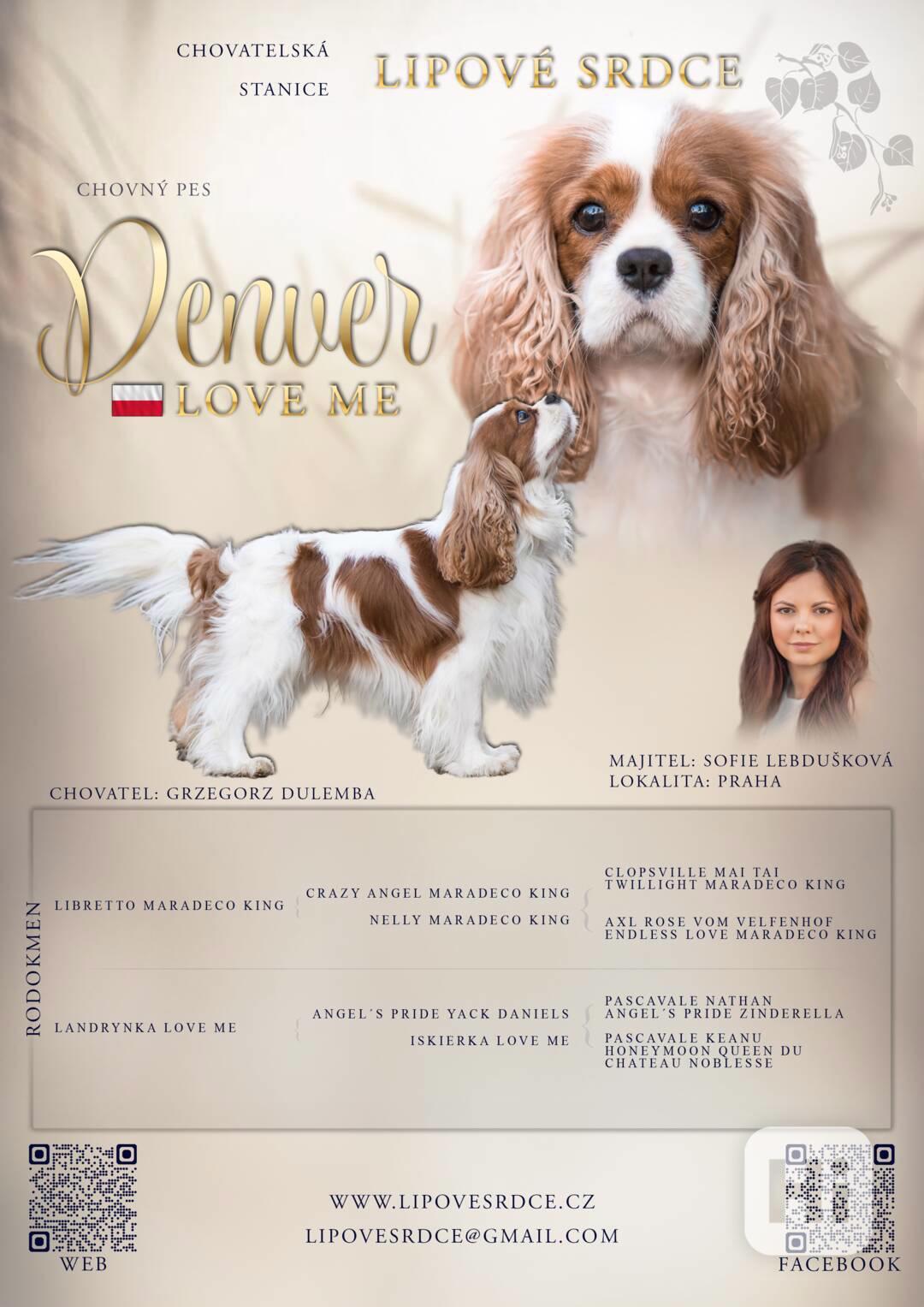 Krycí pes Denver Love Me, Kavalír King Charles Španěl /Praha - foto 1