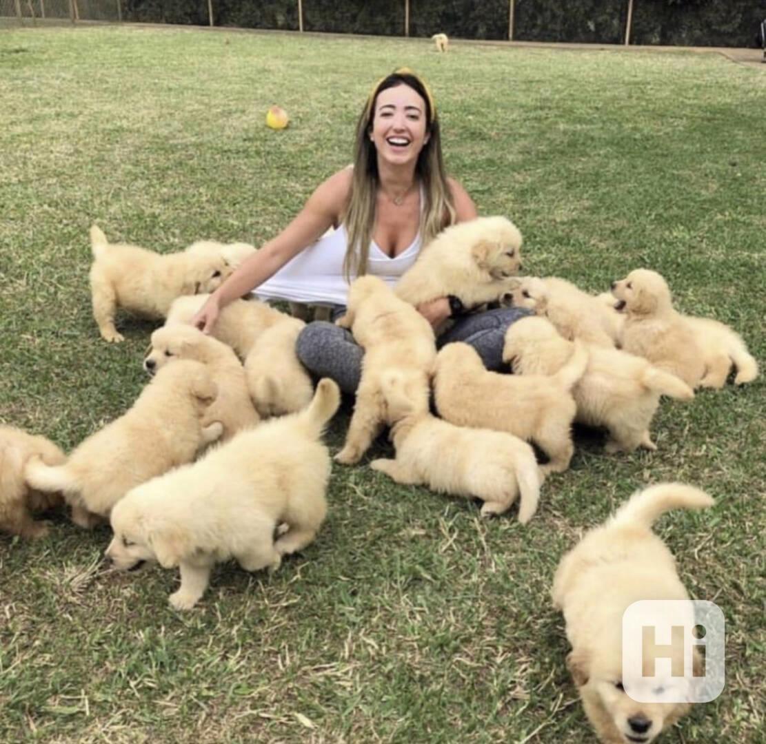 ❤️Štěňata zlatého retrívra ❤️ - foto 1