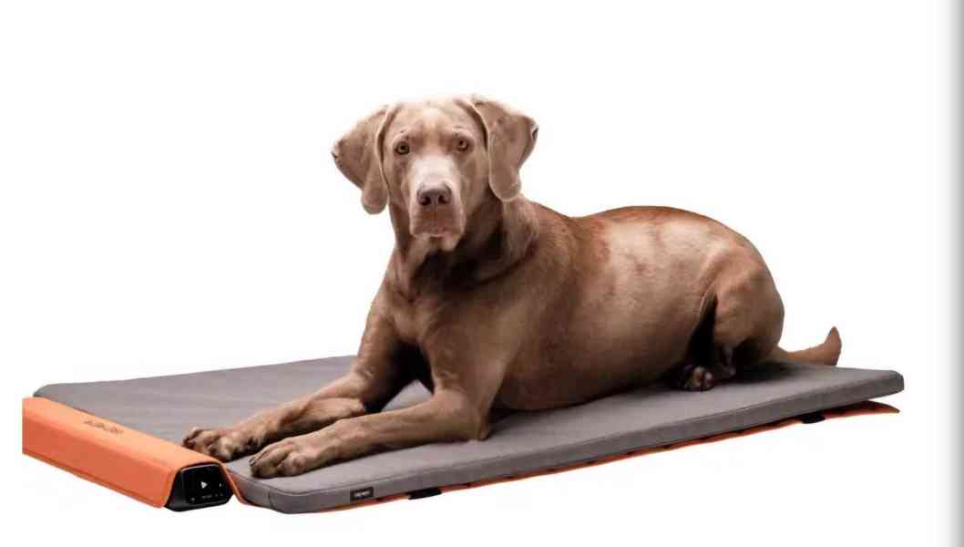 BEMER Dog Line - foto 3