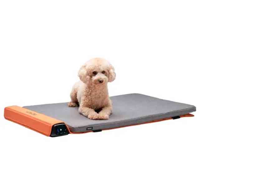 BEMER Dog Line - foto 1