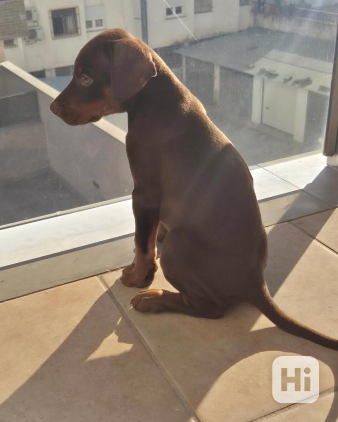 Königlicher Dobermann sucht neues Zuhause - foto 1