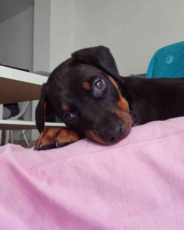 Königlicher Dobermann sucht neues Zuhause - foto 3