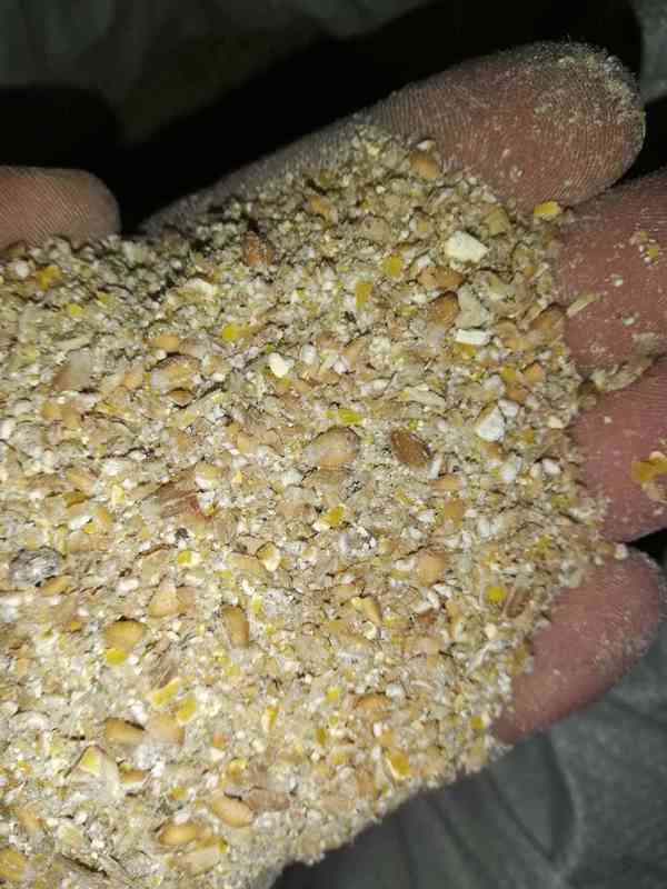 Krmivo pro, Slepice, Kaceny, Brolery, Prasata, Šrot za 8kc,  - foto 1