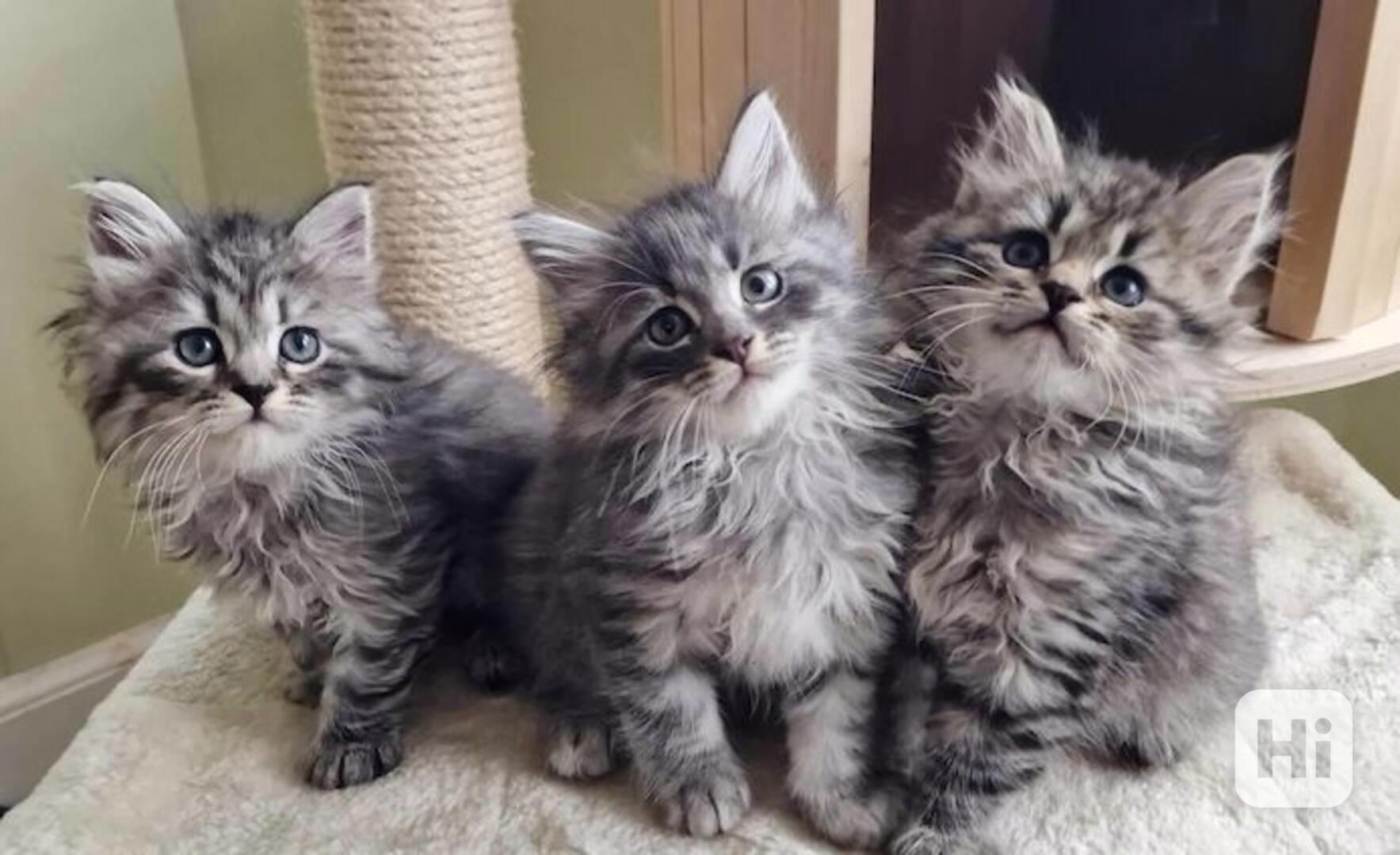 Koťátko Mainské mývalí kočky - foto 1