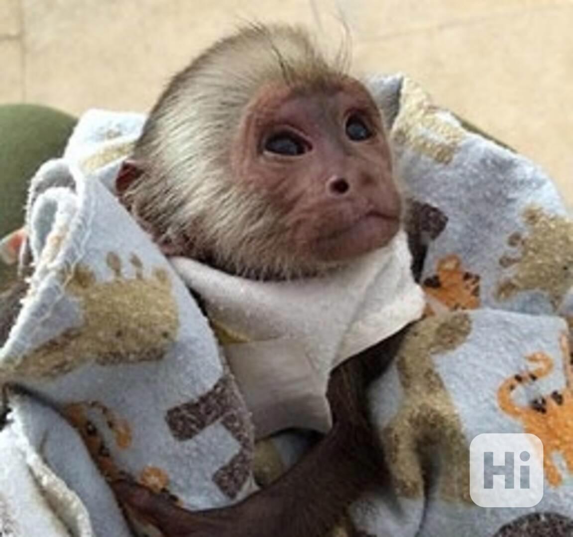 Rozkošné kapucínské opice - foto 1