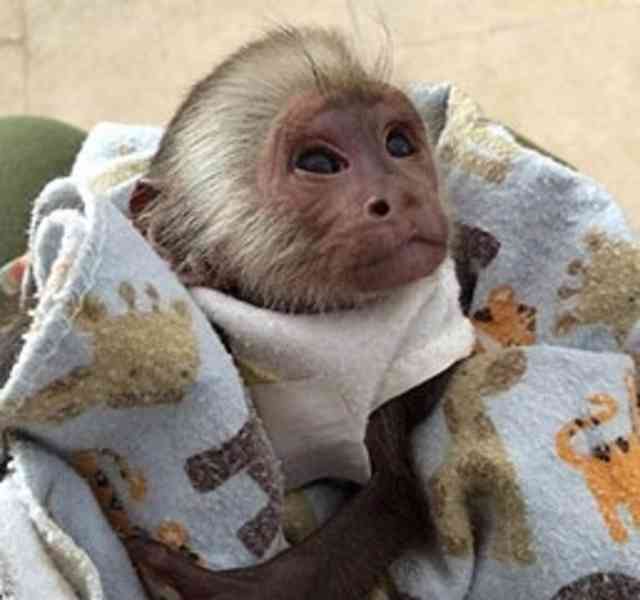 Rozkošné kapucínské opice