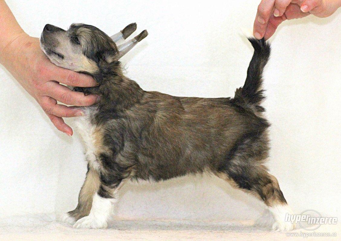 Čínský chocholatý pes s PP - foto 1