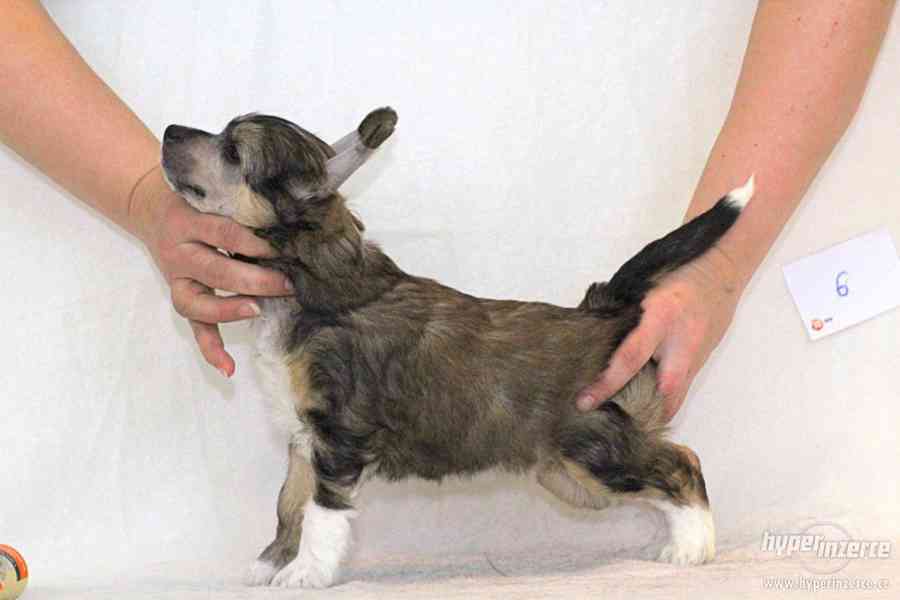 Čínský chocholatý pes s PP - foto 2