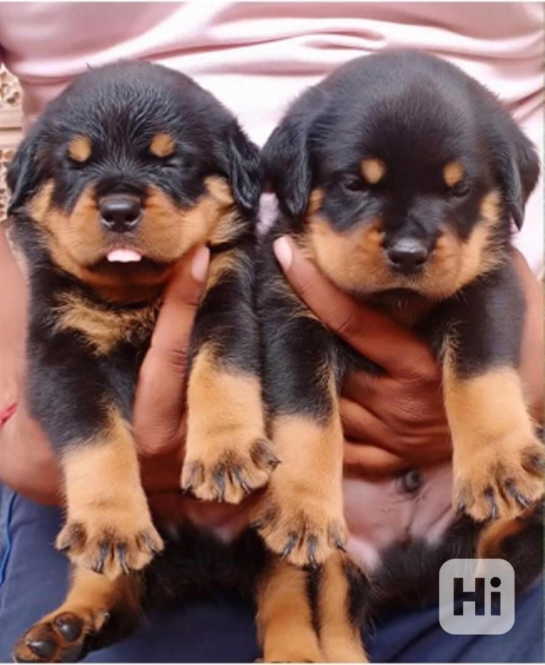 Štěňata rotvajlera k dárku - foto 1