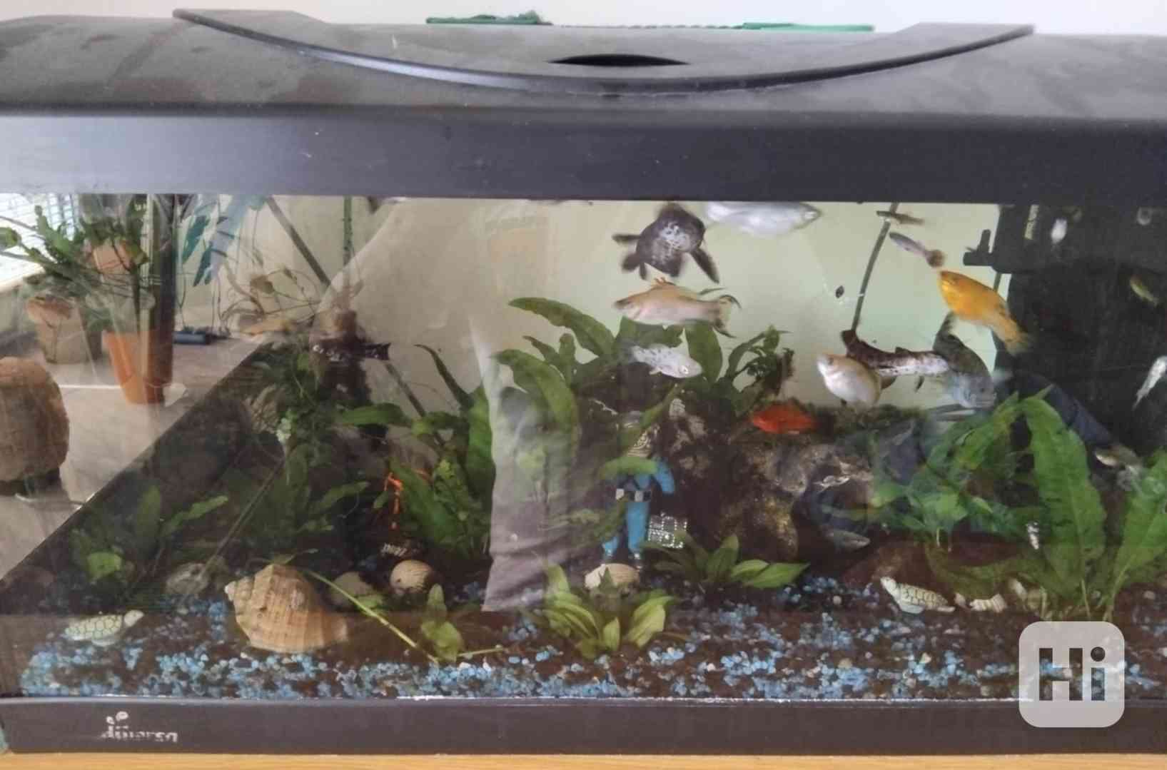 Akvárium s rybičkami - foto 1