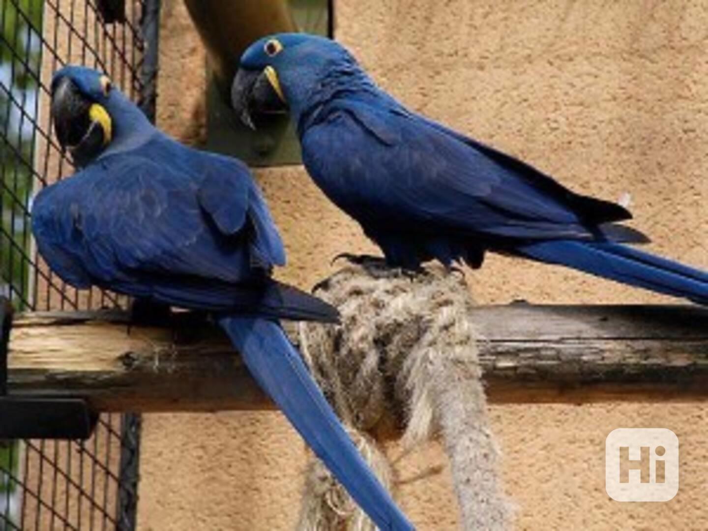 samec a samice ary hycintových ptáků k dispozici nyní - foto 1