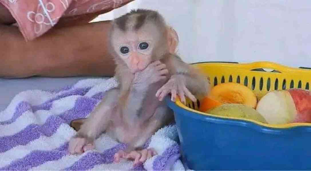 Kapucínská opice na prodej - foto 1