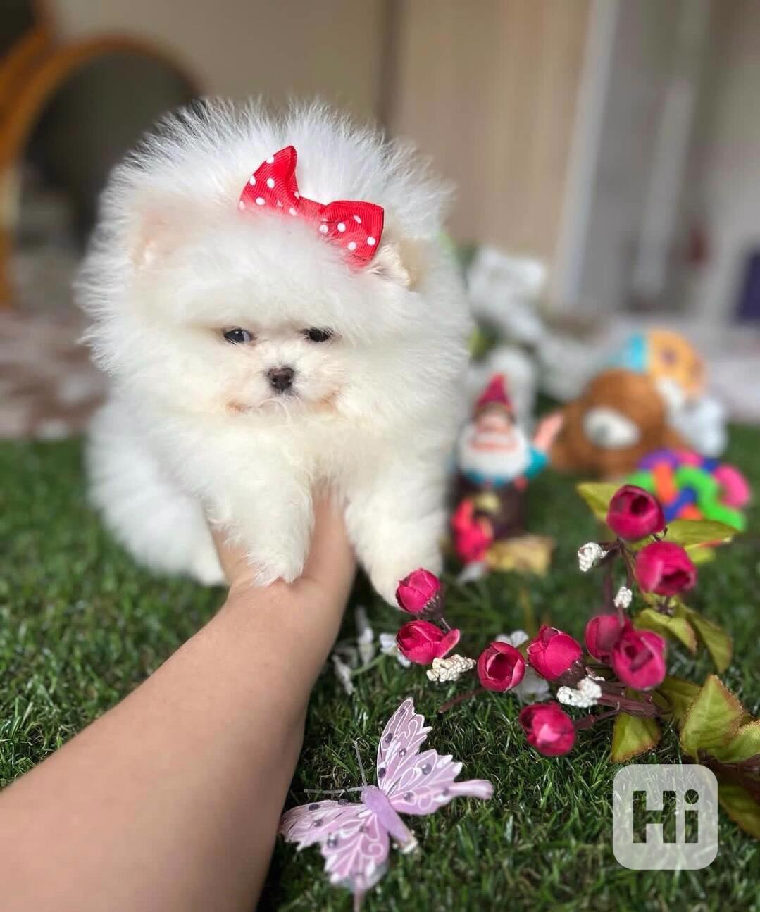Štěňata pomeraniana k adopci - foto 1