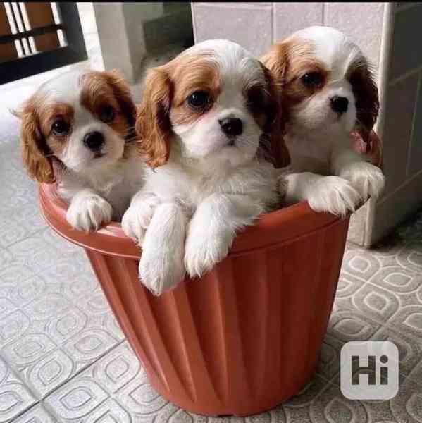 👑🐶 Štěňata kavalírského king charles španěla k dispozici! - foto 1
