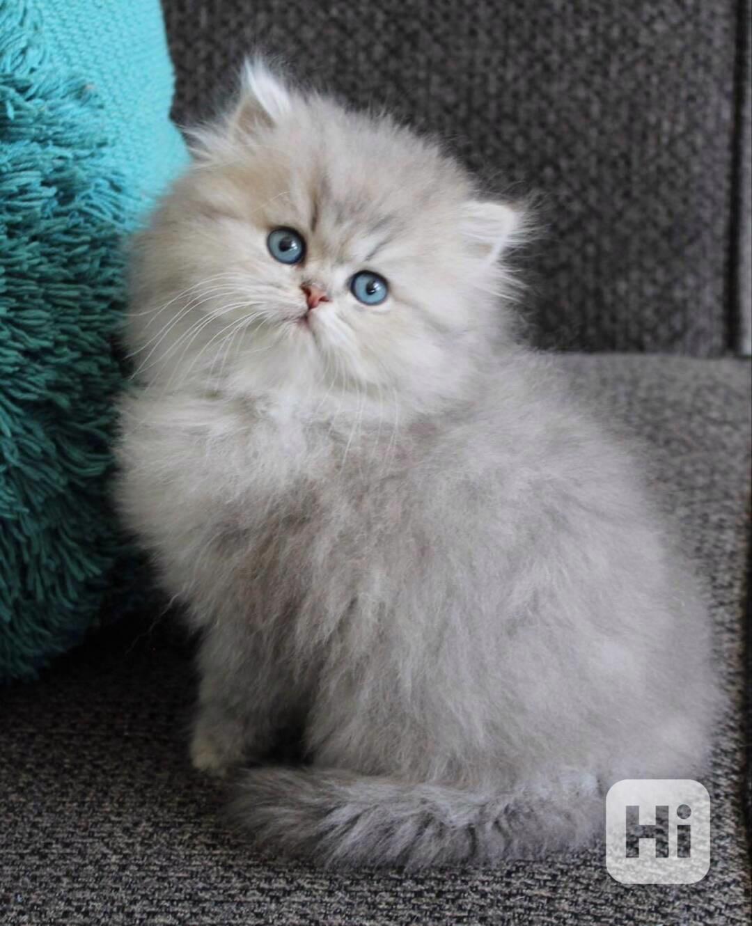 Rozkošná perská koťátka k dispozici - foto 1