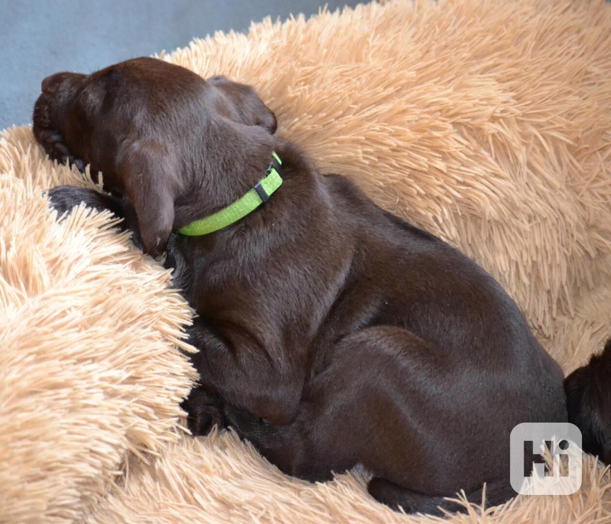 Pudlpointr s PP - foto 1