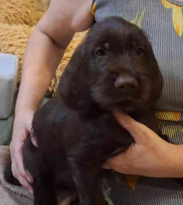 Pudlpointr s PP - foto 2