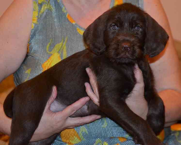 Pudlpointr s PP - foto 3