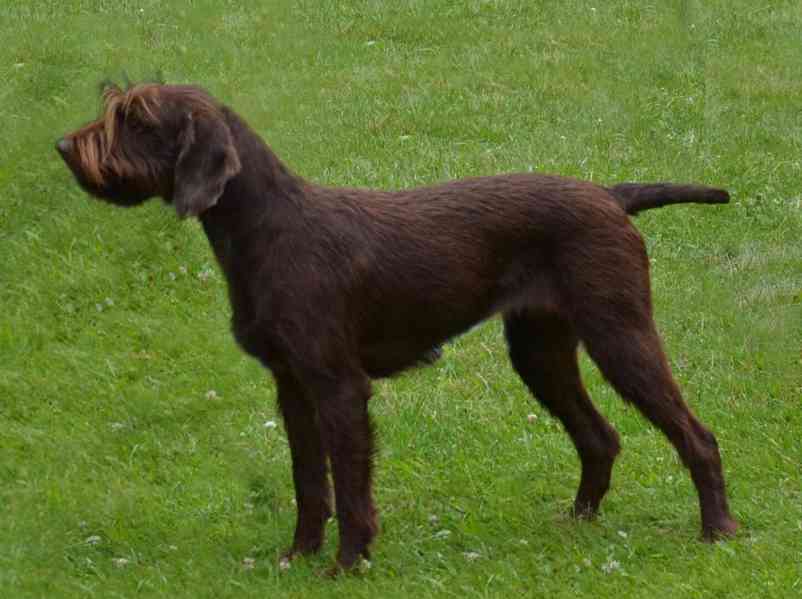 Pudlpointr s PP - foto 5