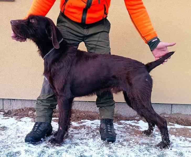 Pudlpointr s PP - foto 6