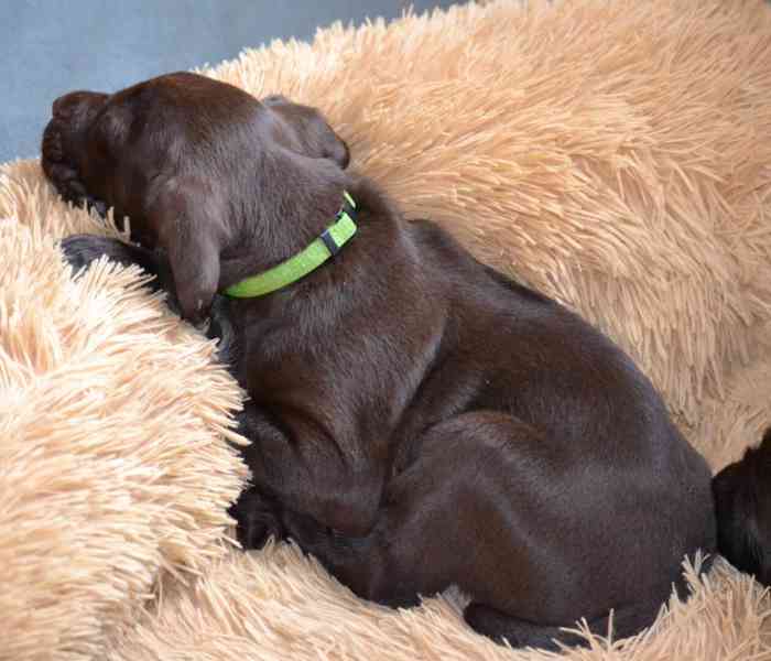 Pudlpointr s PP - foto 1