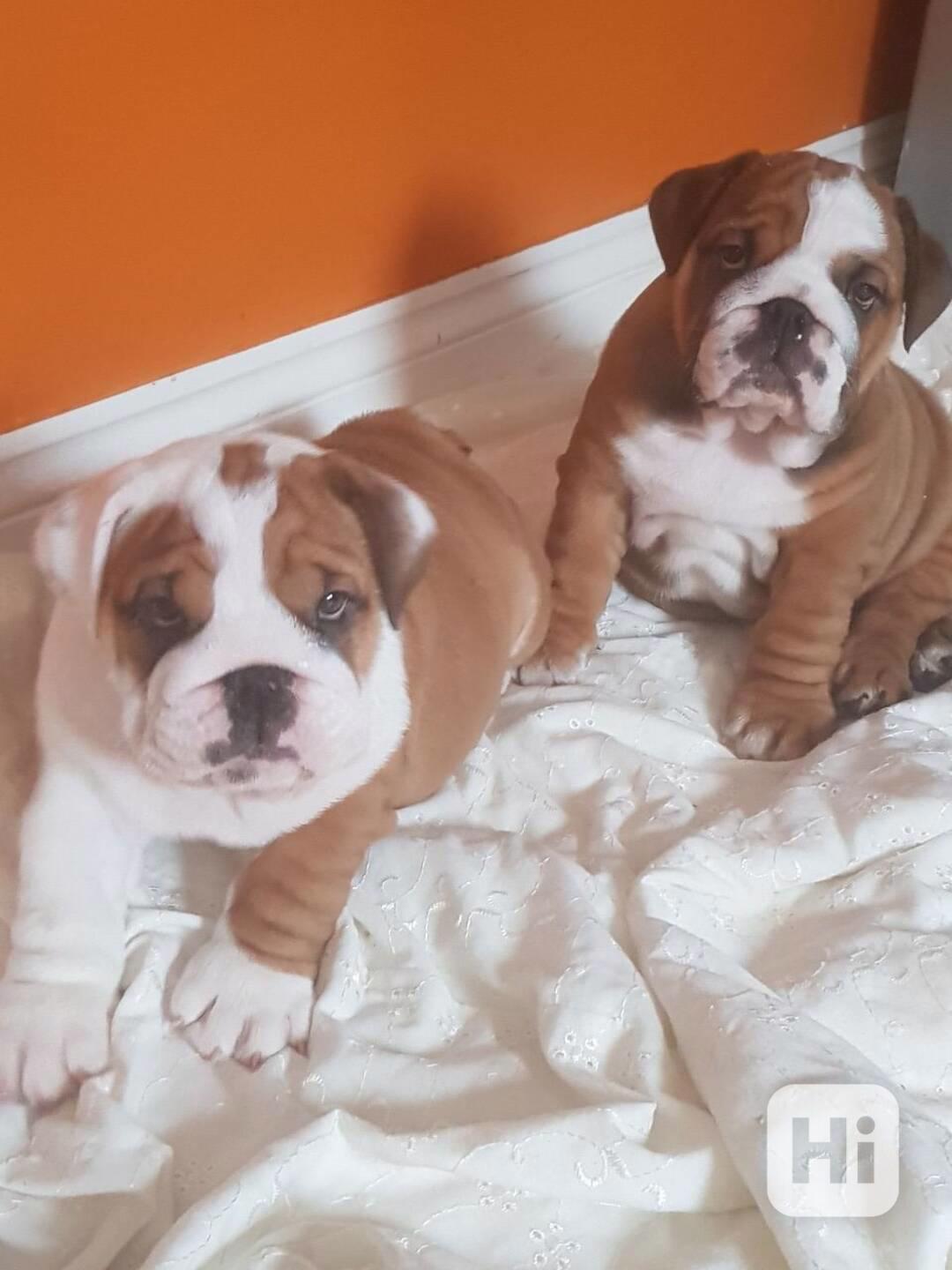 Štěňata anglického buldoka - foto 1