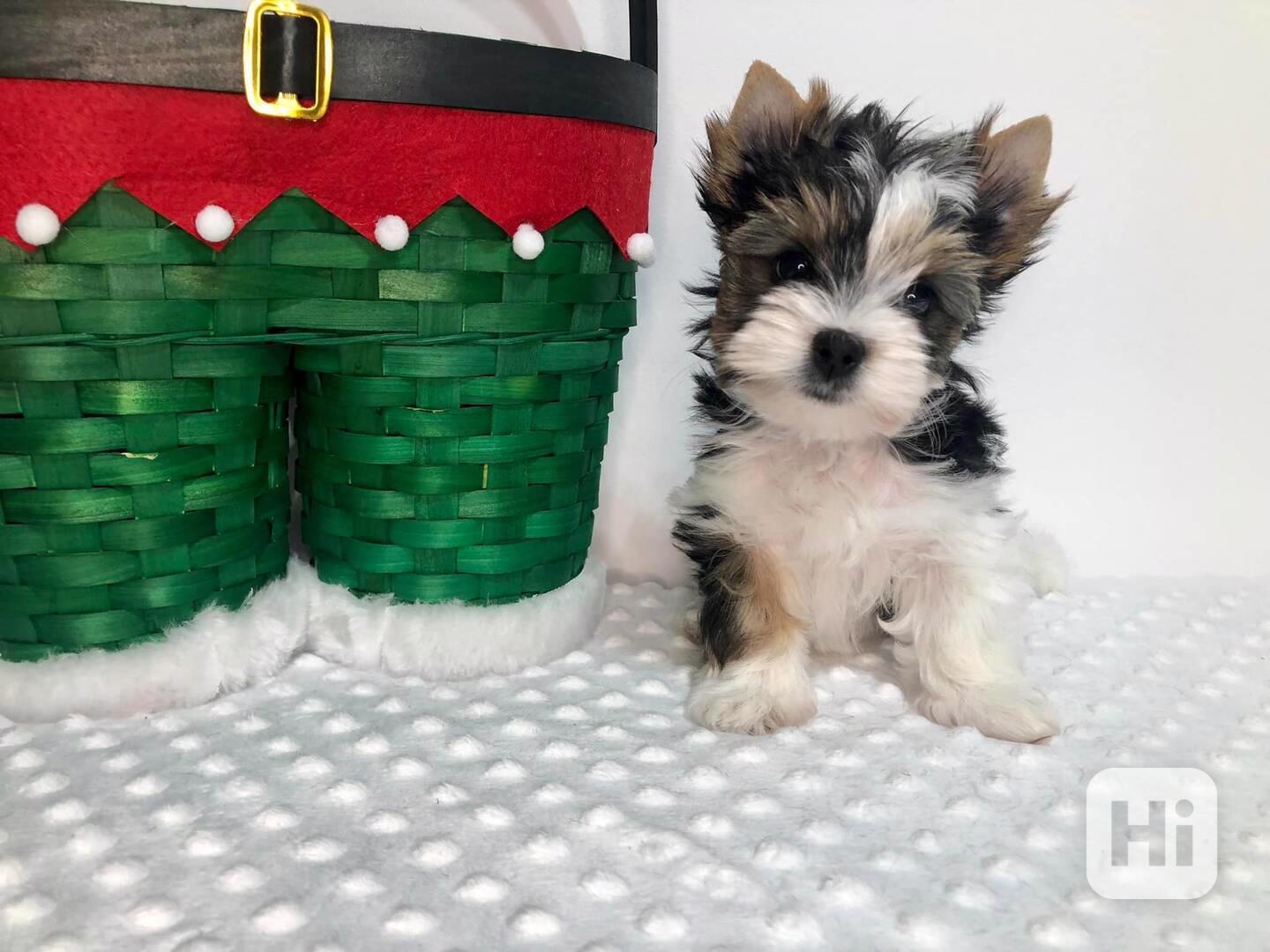 Jorkširský teriér s PP - fenky - foto 1