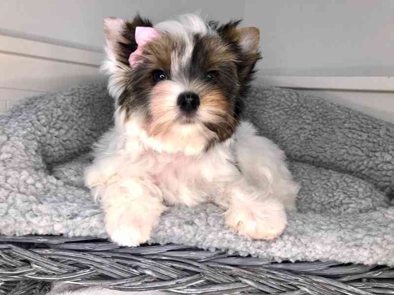 Jorkširský teriér s PP - fenky - foto 5