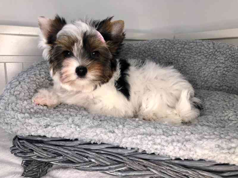 Jorkširský teriér s PP - fenky - foto 4