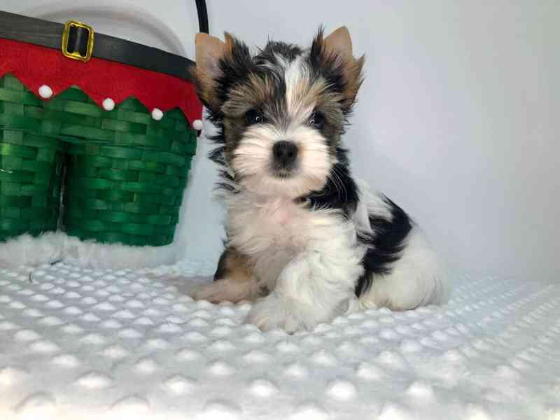 Jorkširský teriér s PP - fenky - foto 3