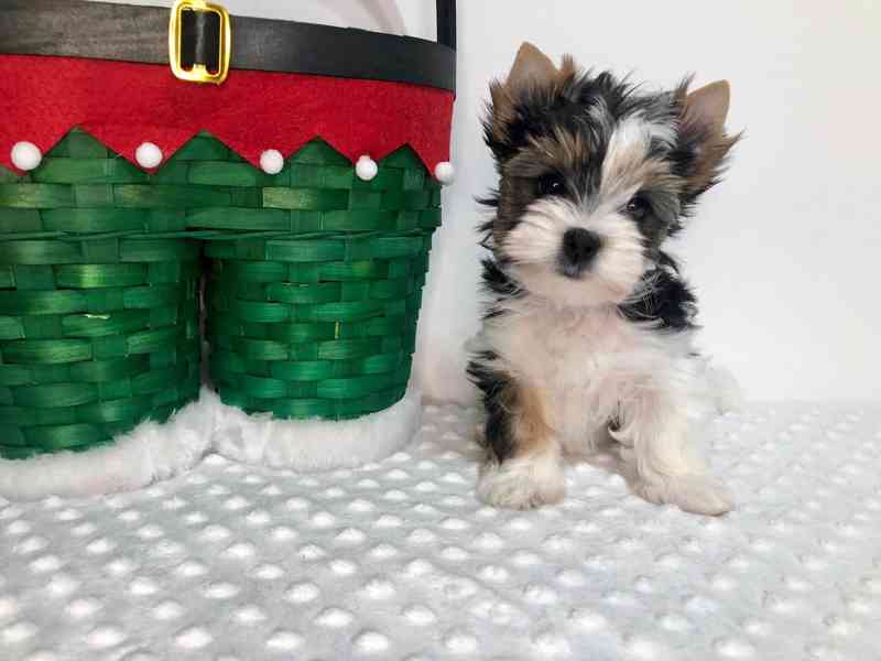 Jorkširský teriér s PP - fenky - foto 1