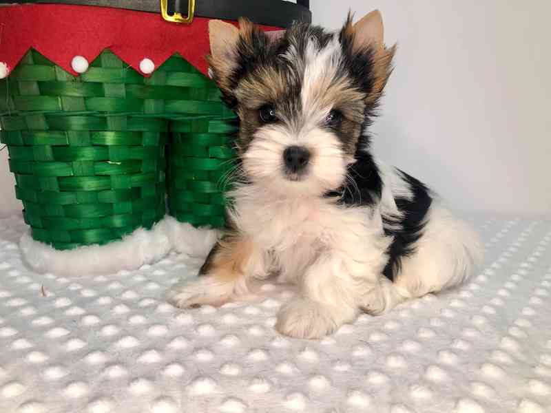 Jorkširský teriér s PP - fenky - foto 2