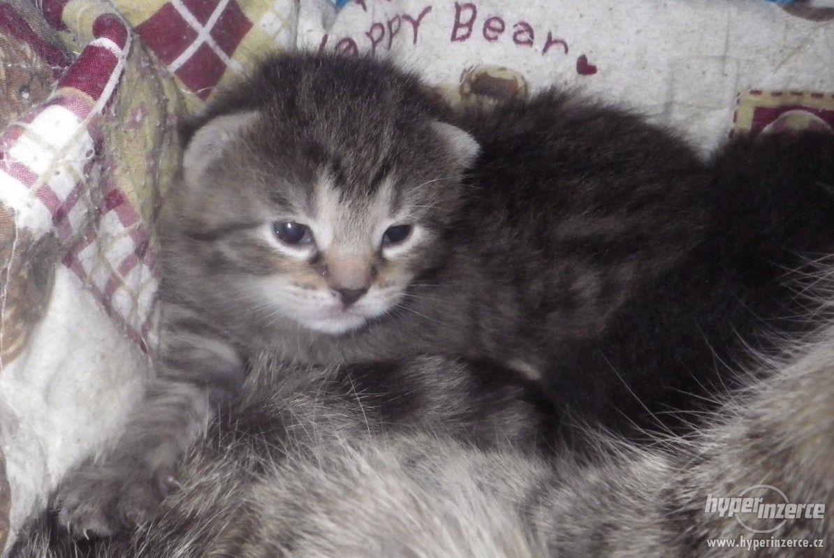 koťátka "malí medvídci"- již adoptována :) - foto 1