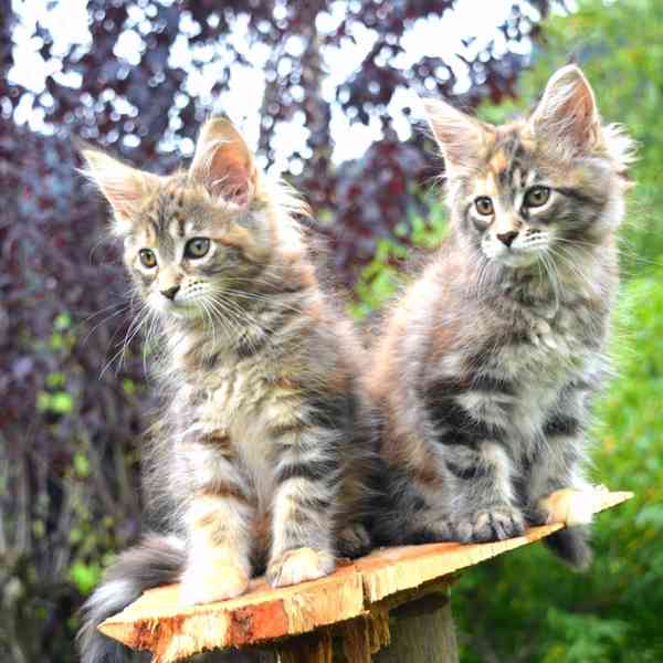Nádherné Mainská mývalí kotě na prodej - foto 1