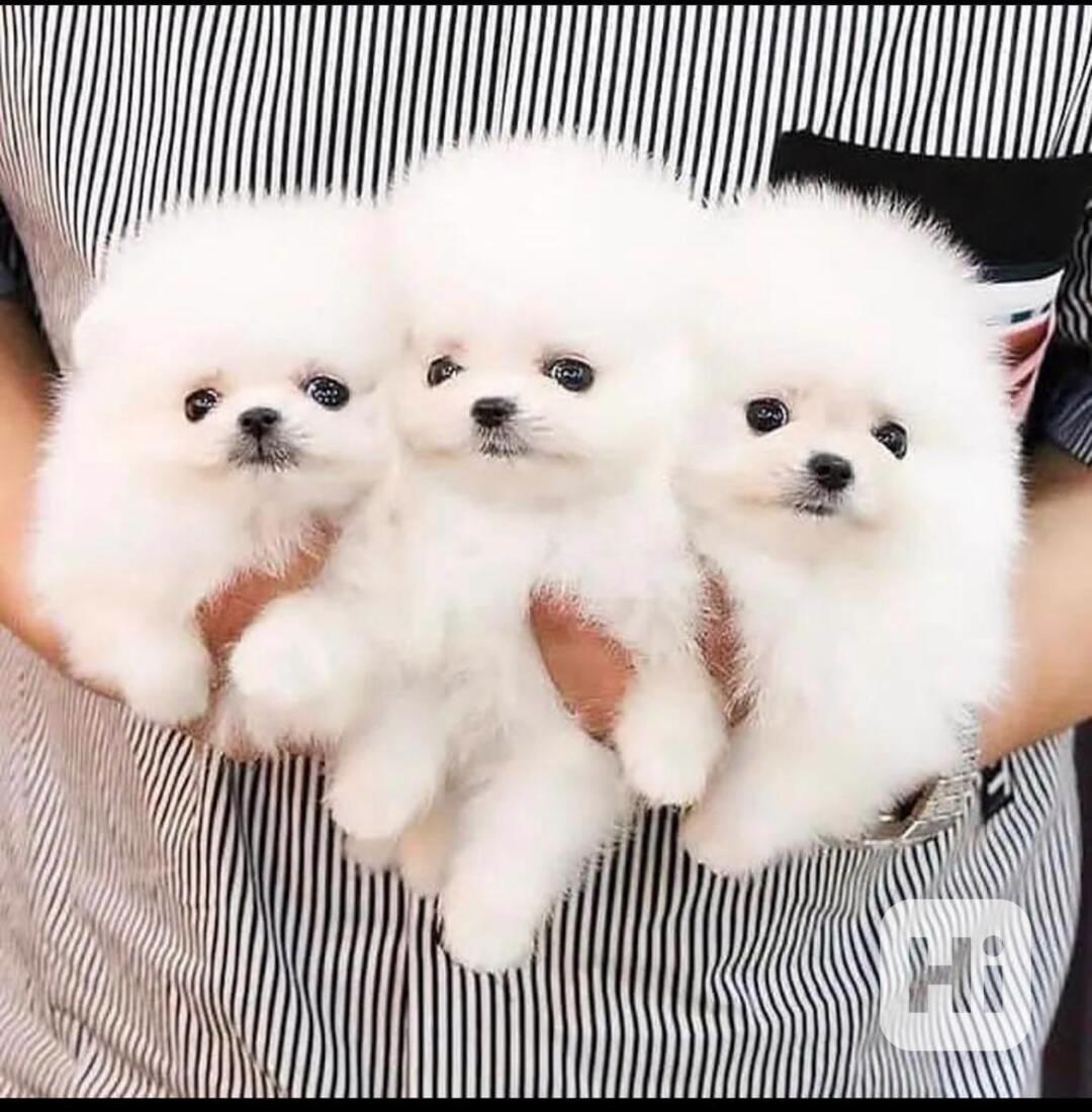 Nádherná štěňata pomeranských ovčáků k dispozici - foto 1