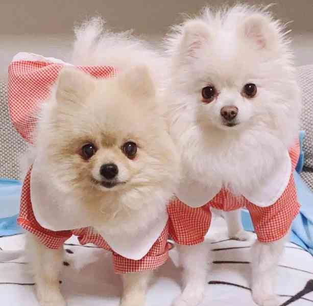 Nádherná štěňata pomeranských ovčáků k dispozici - foto 2