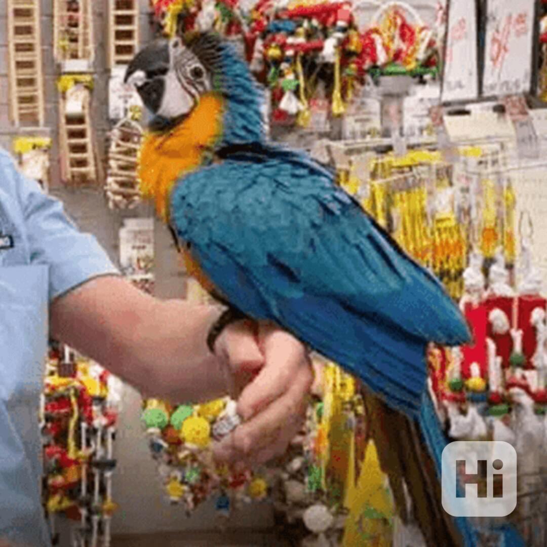 Blue-and-yellow macaw (Ara ararauna) for sale - foto 1