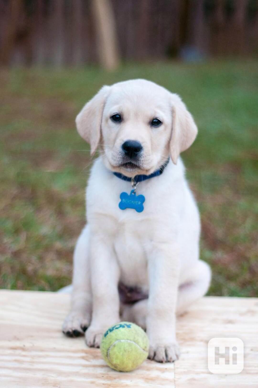 Štěňata labradora zdarma - foto 1