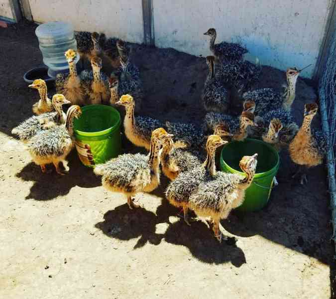 🚚 Pštrosí mláďata