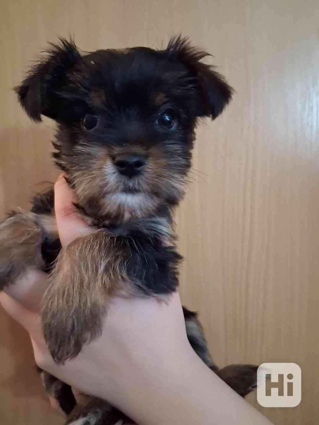 Štěňátko jorkšíra  - foto 1