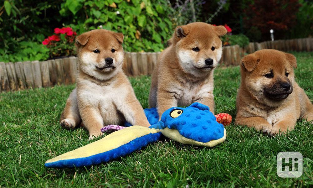 Shiba inu s PP FCI - foto 1