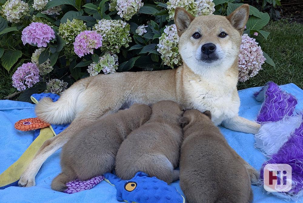 Shiba inu s PP FCI - foto 1